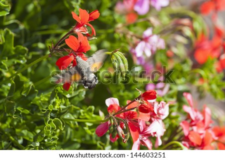Hummingbird Hawk-moth at a flower