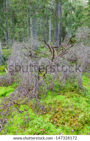 Fallen spruce tree in an old primeval forest