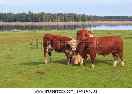Bull cows standing at meadow by the lake