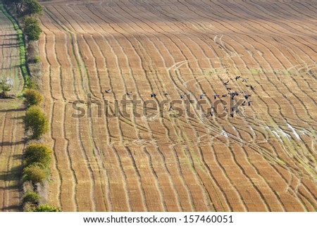 Flock of cranes flying over fields in autumn