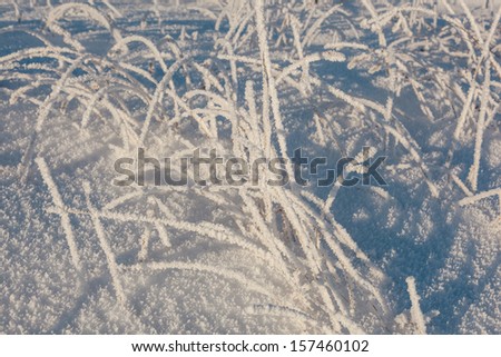Blades of grass with hoarfrost in the snow