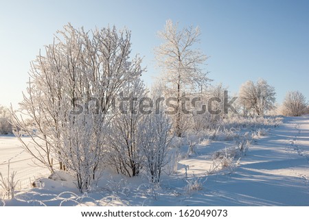 Hoarfrost covered trees in wintry landscape