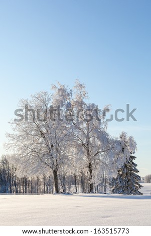 Hoarfrost covered trees in wintry landscape