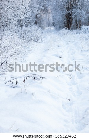 Path through winter forest with snow