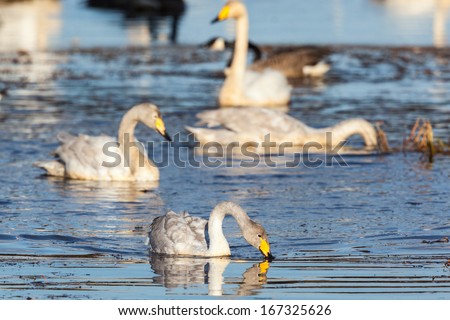 Whooper swan swimming in a river