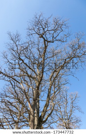 Leafless old oak tree against blue sky