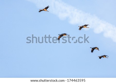 Common Crane flying in the sky