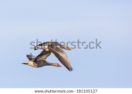 Pair with greylag geese flying against blue sky