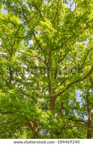 Tree with branches and leaves against the sky