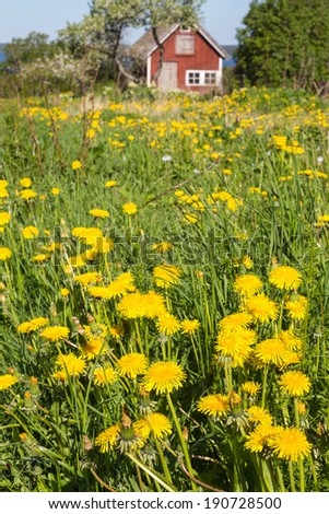 Flowering dandelions in the meadow in front of a red cottage