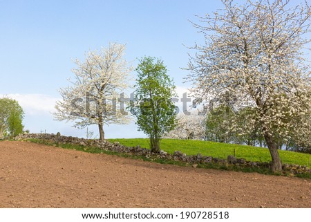 Flowering cherry trees at the stone wall and a harrowed field