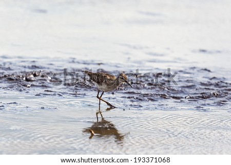 Wood Sandpiper walk in the mud on the shore