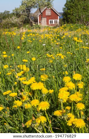 Flowering dandelions in the meadow in front of a red cottage