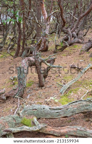 Old gnarled pine trees in a old forest