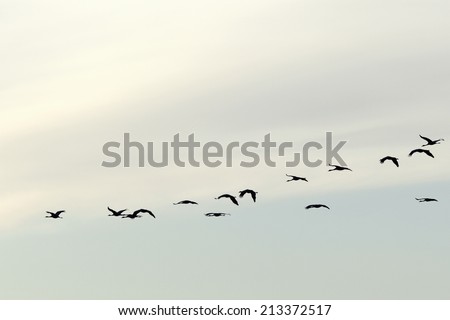 A flock of cranes in the sky