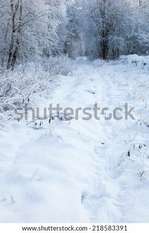 Path through forest with snow