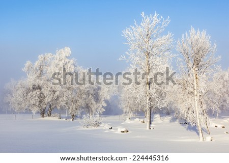 Trees Grove in wintry landscape