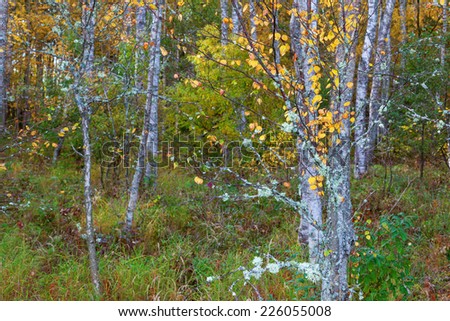Birch tree branch in a forest