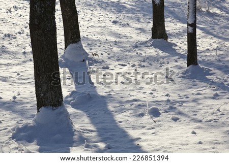 Tree trunk and shadow in winter forest