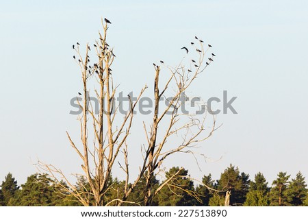Jackdows flock sittingin a tree
