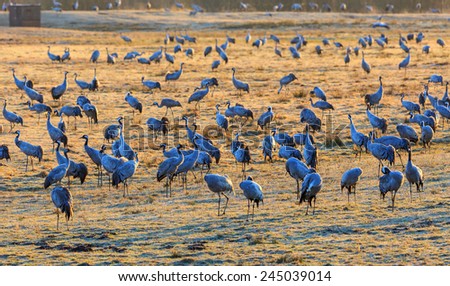 Flock of cranes grazing on a meadow in spring