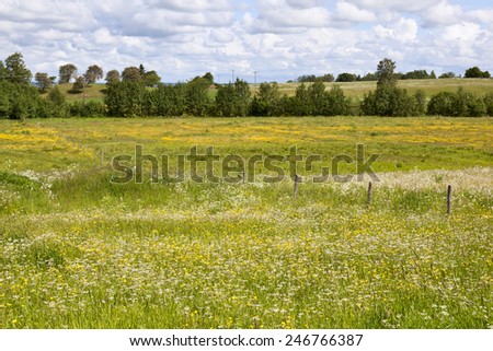 Countryside landscape with flowering meadows