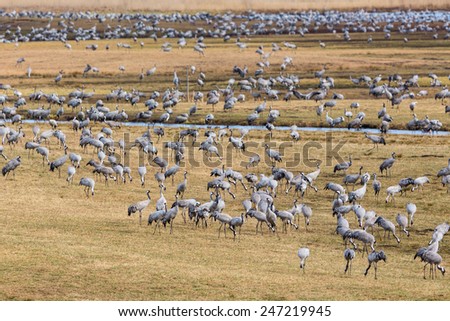 Flock of Cranes on a meadow