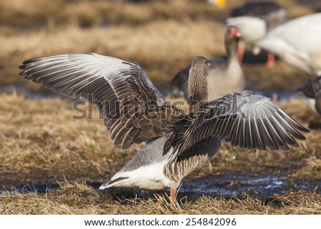 Greylag Goose spreading there wing