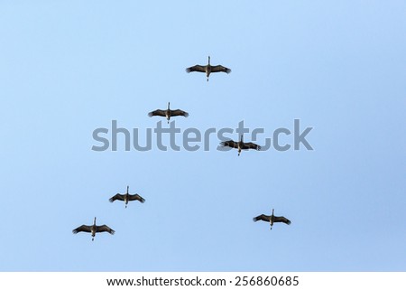 Flock of cranes in the sky flying in formation