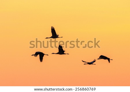 Flock of cranes flying in morning light