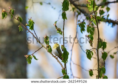 Wood Warbler on a singing on a branch at spring