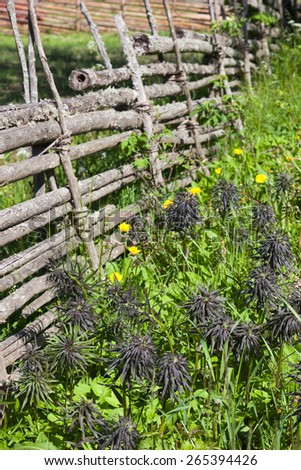 Summer flowers at a wooden fence