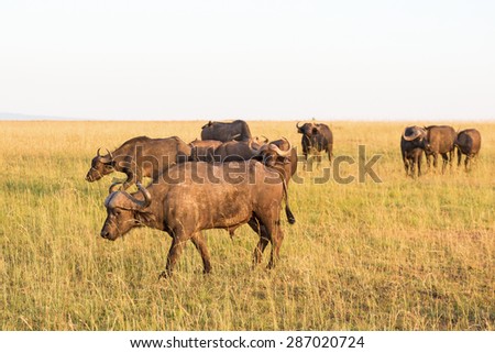 African buffalo walking in savanna landscape