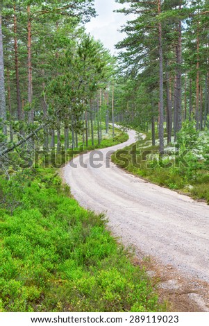 Curvy gravel road through the forest landscape