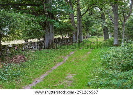 Forest road in deciduous forest