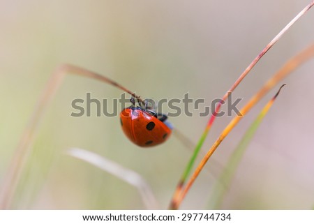 Ladybug climbing on a blade of grass up and down