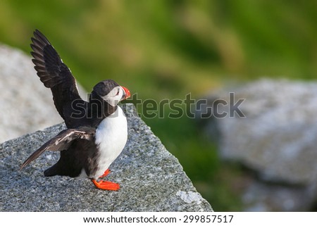 Atlantic Puffin flapping its wings on a rock
