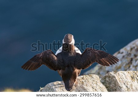 Puffin bird that sitting on a rock and wave the wings