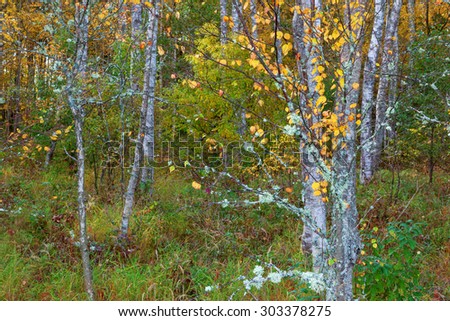 Birch tree branch in autumn woods
