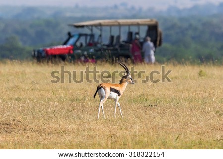 Thomson\'s gazelle on the savannah with a safari car in the background