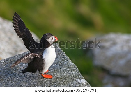 Atlantic Puffin bird on a rock that raises its wings