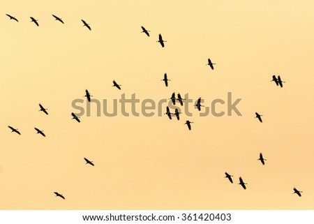 Flock of cranes in the sky in sunrise