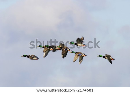 ducks flying in the sky