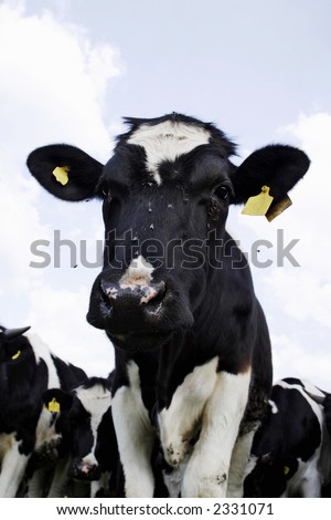 cow portrait with earrings.