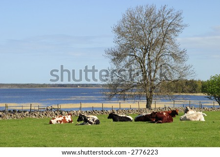 Relaxed cows in the landscape