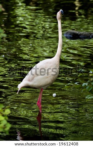 Flamingo in a small pool