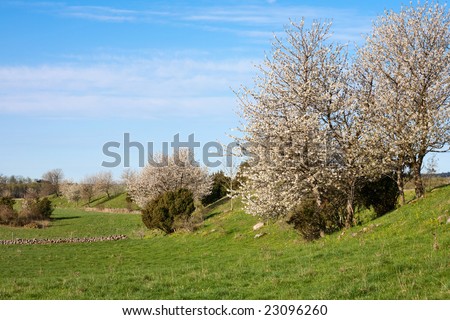 Cherry tree blossom in the valley