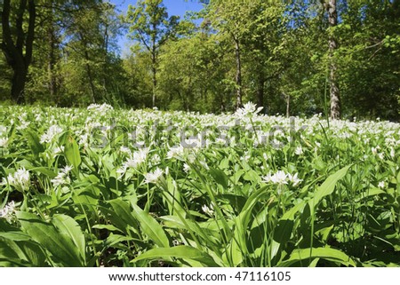 stock-photo-wild-garlic-at-the-meadow-47116105.jpg