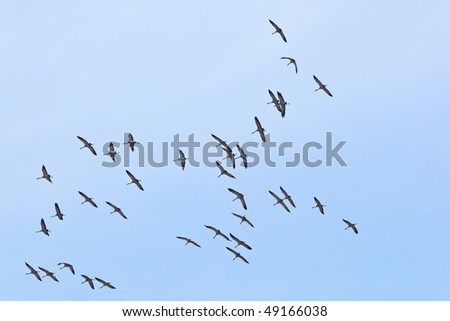 Flocks of cranes moving on the sky
