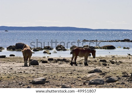Horses walking on the beach